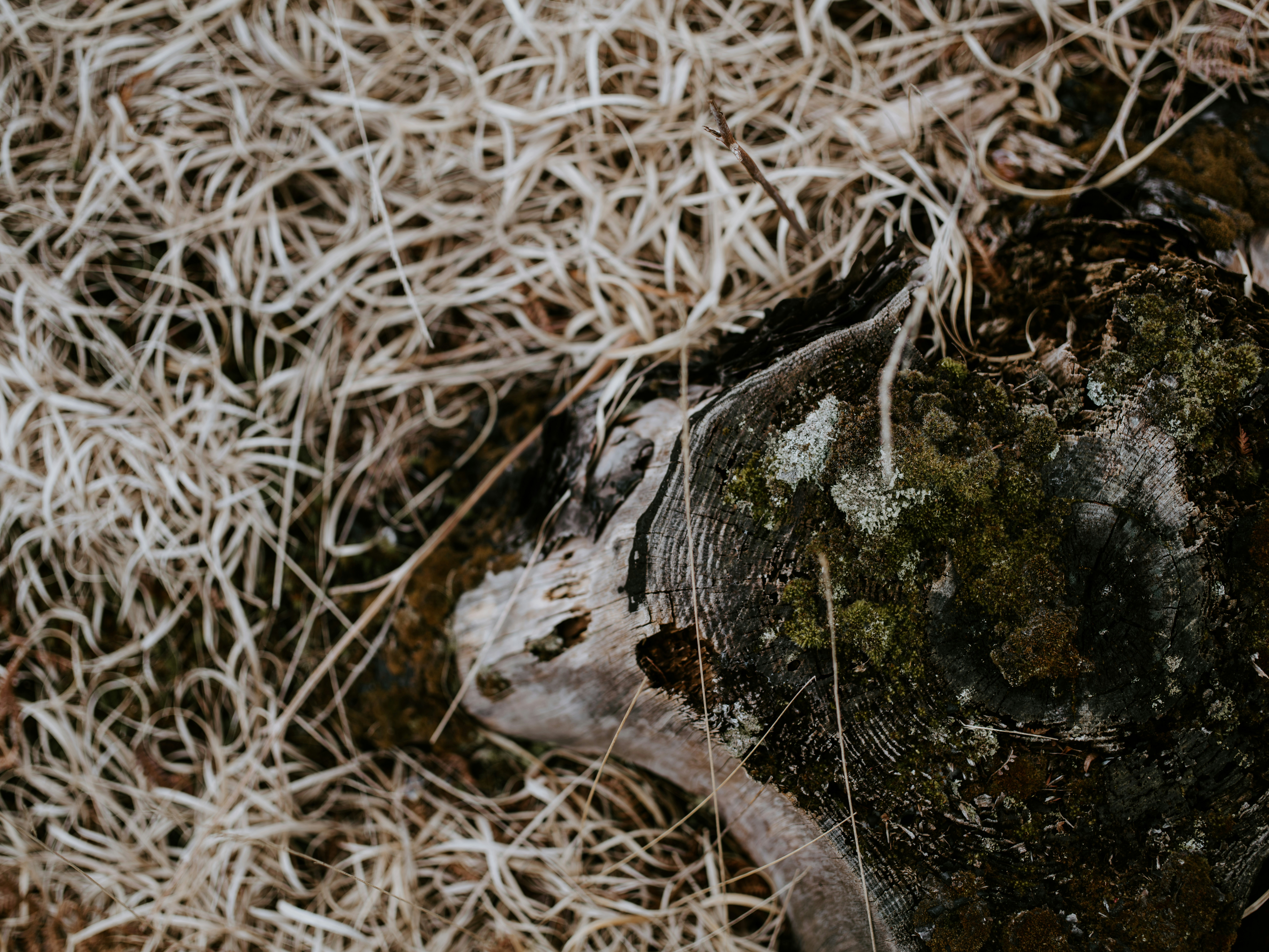 Photo by anniespratt