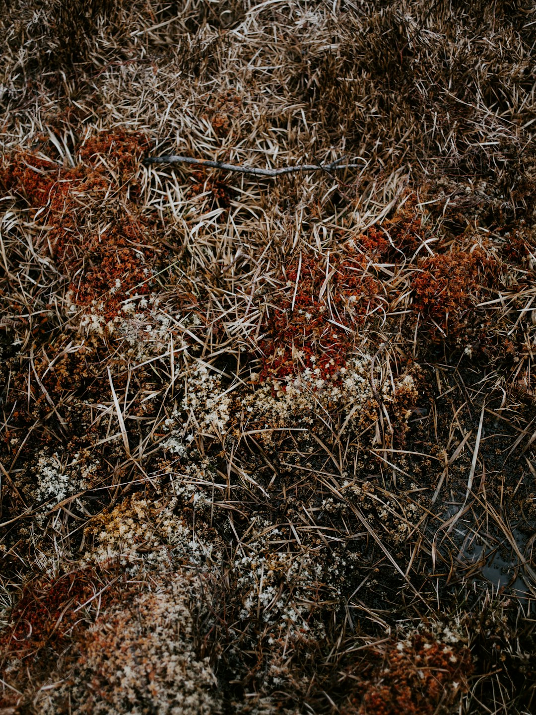 closeup photo of dried leaves