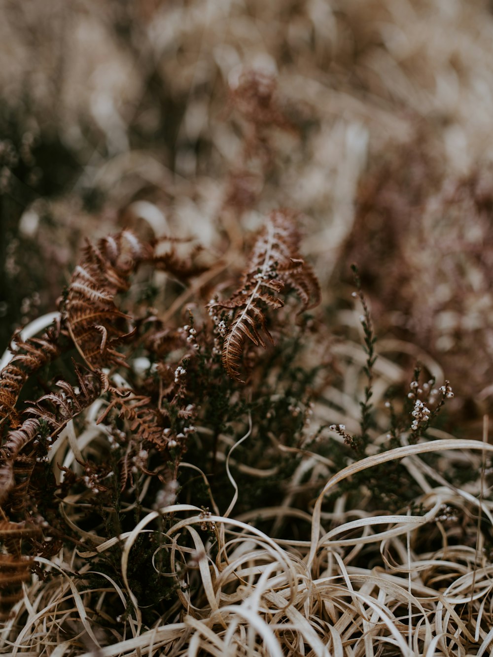 selective focus photography of Boston ferns