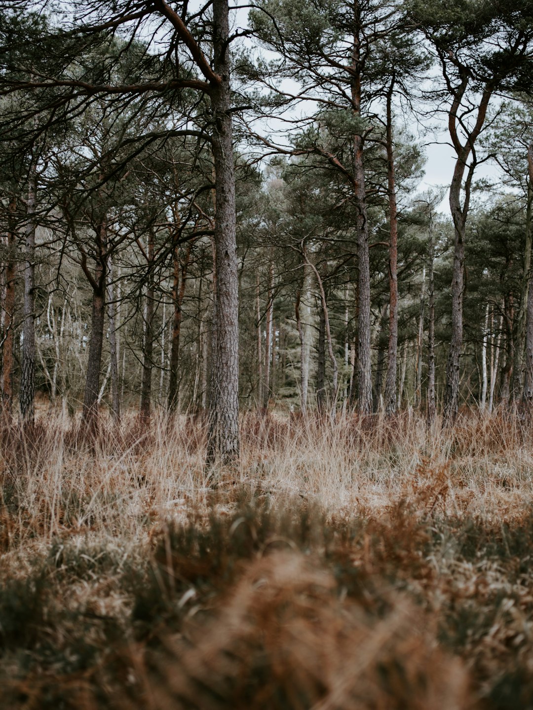 row of trees