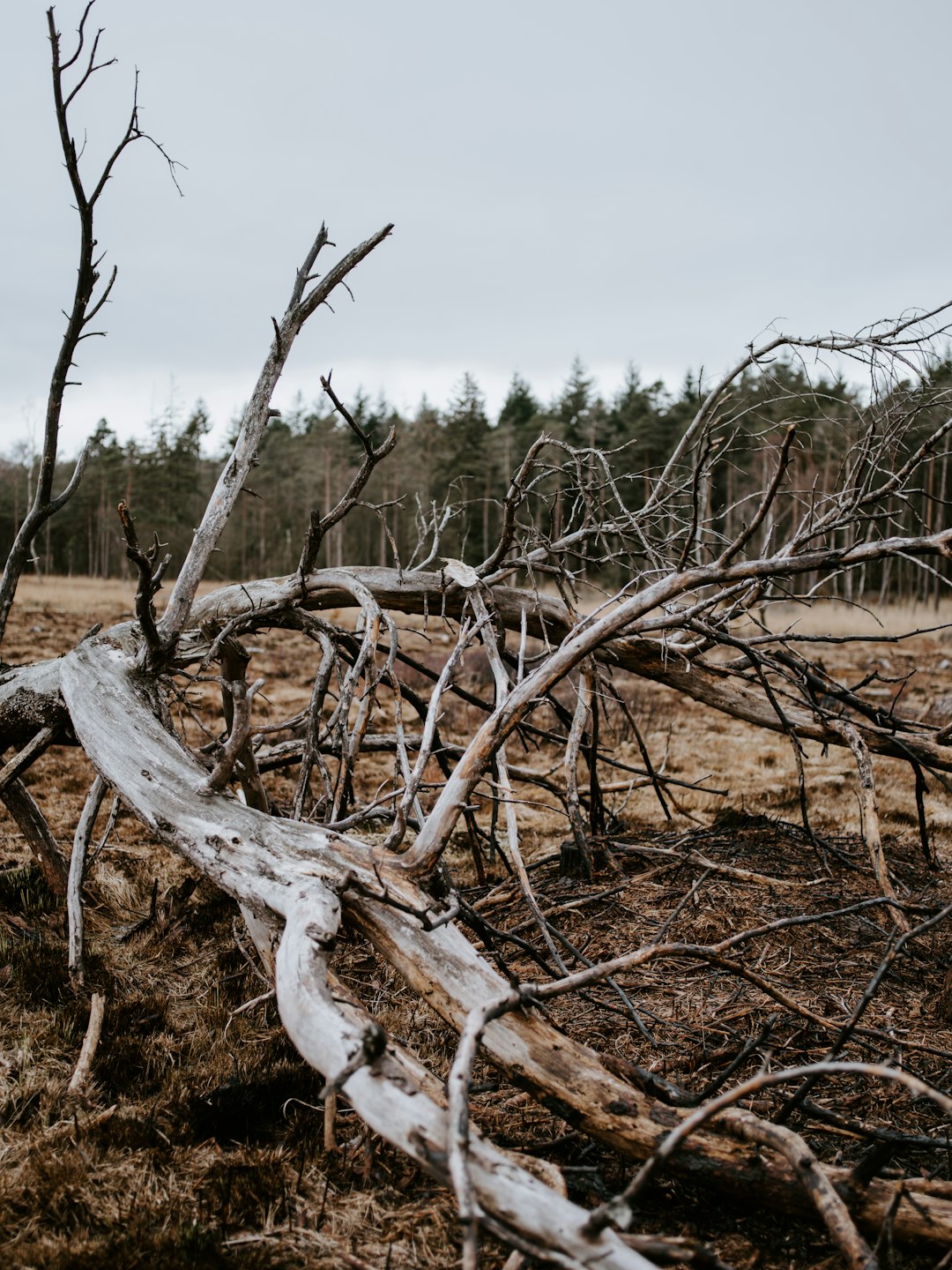 tree branch