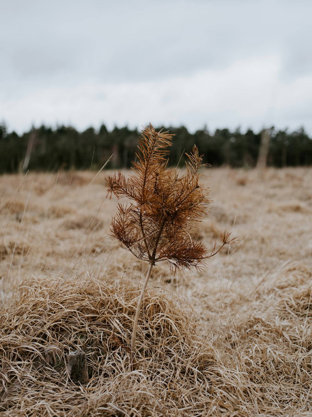 brown-leafed plant