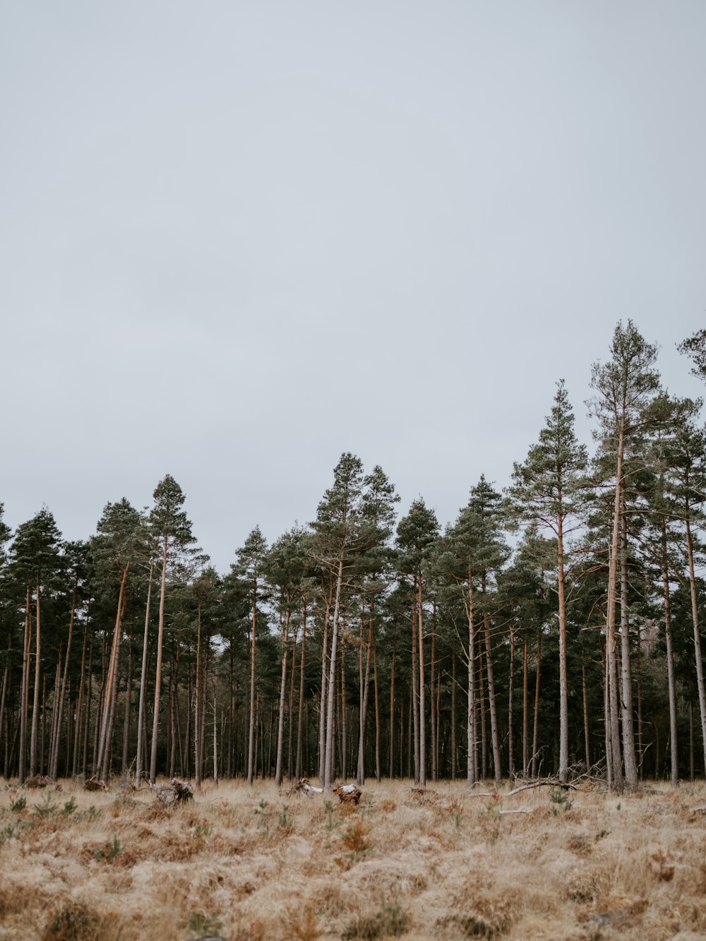 green-leafed trees