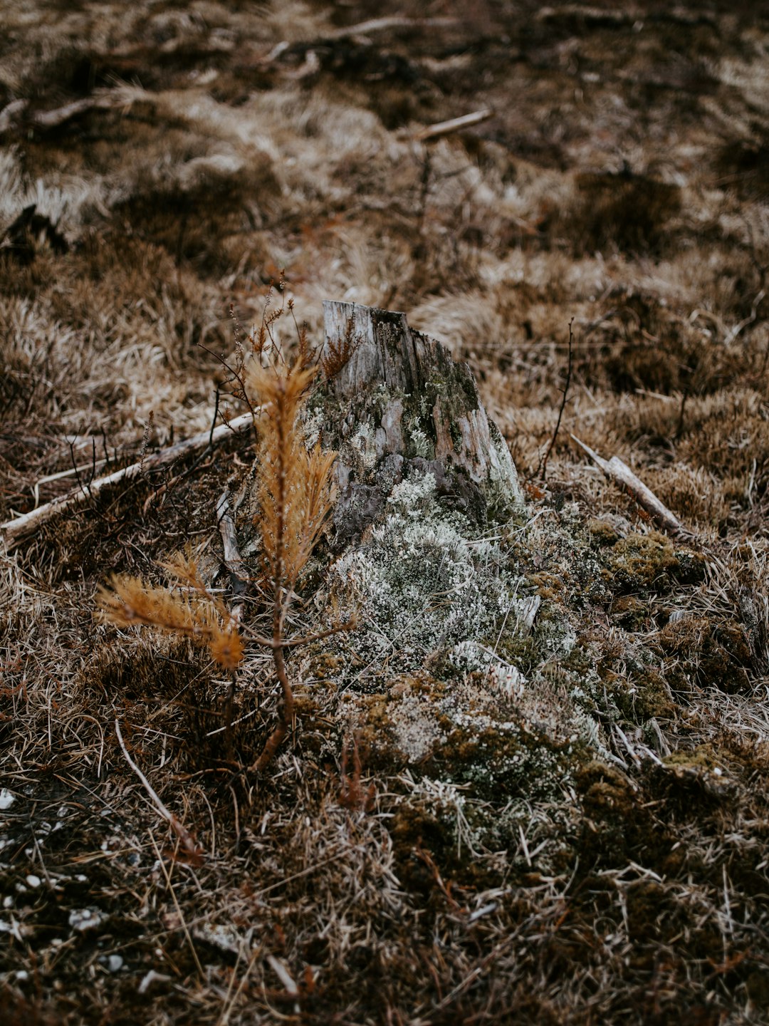 dried leaves