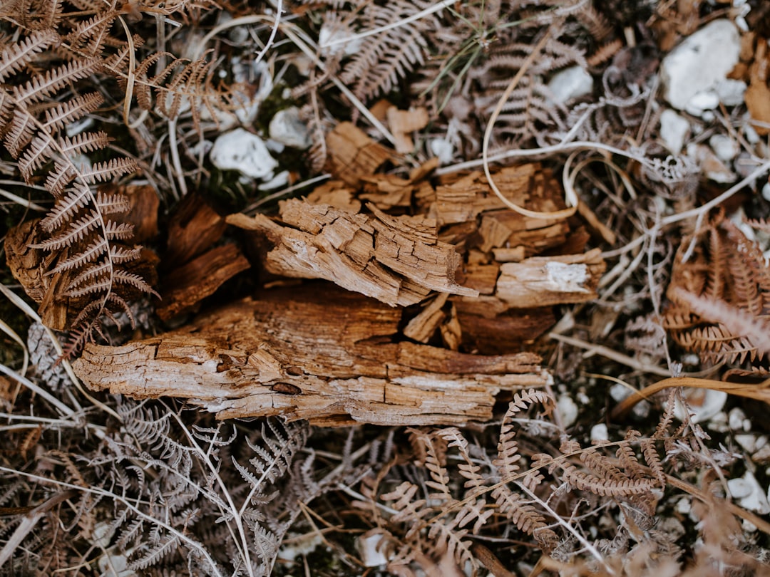 brown wood branch on ground