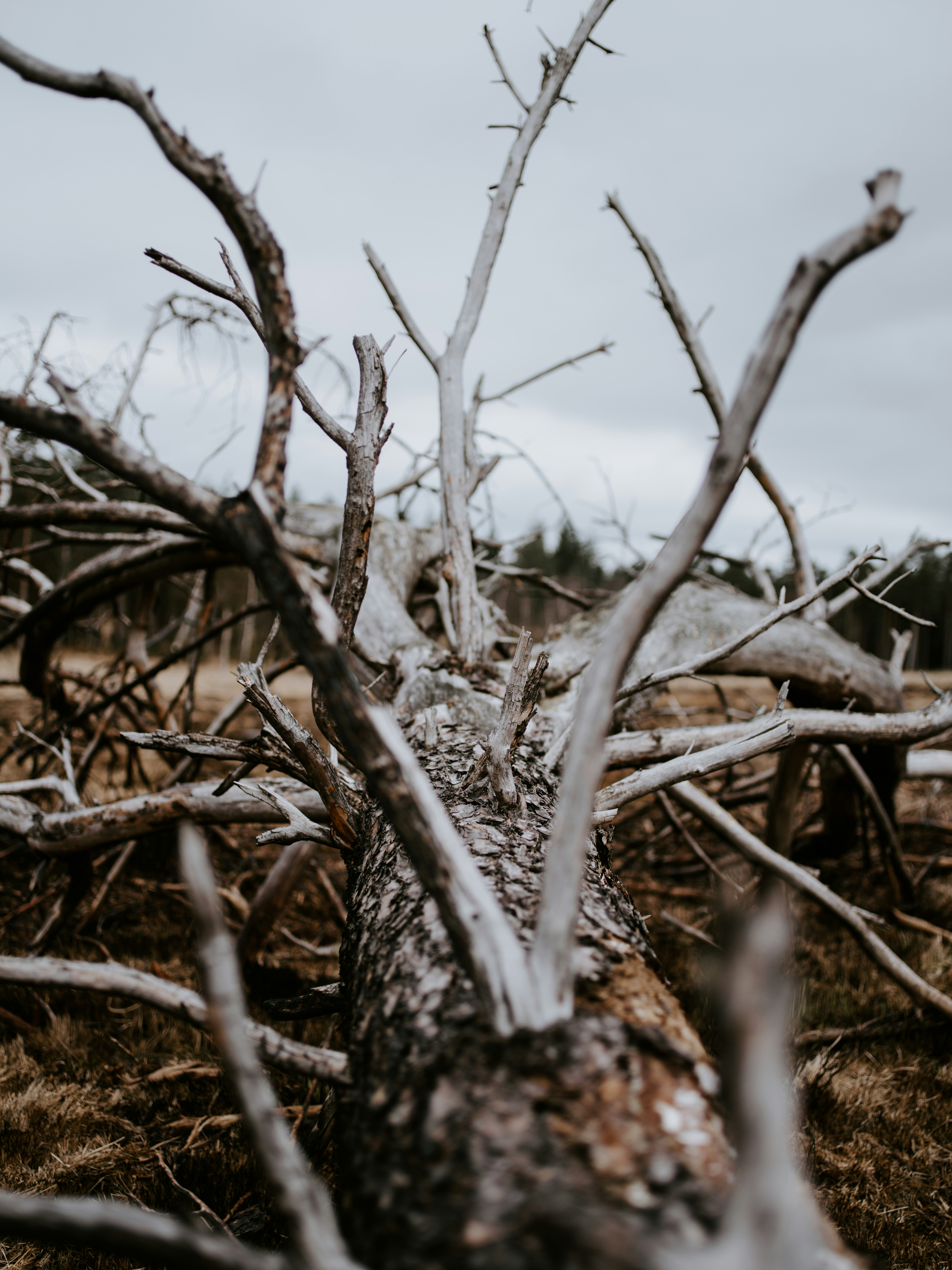 Photo by anniespratt