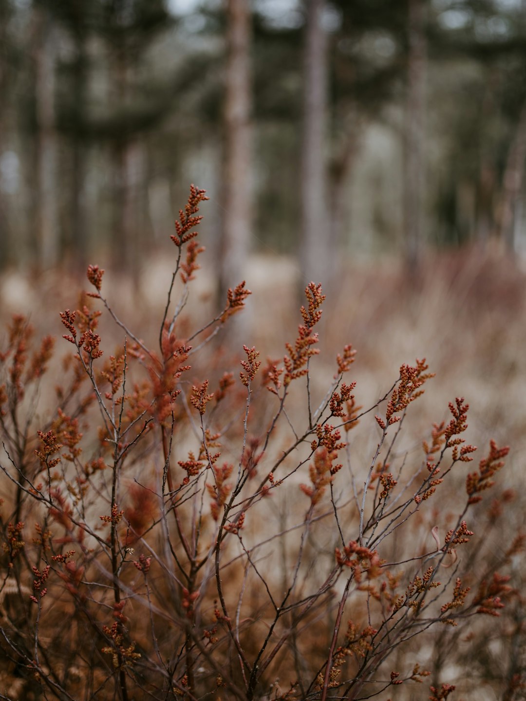 selective-focus photograph of plants