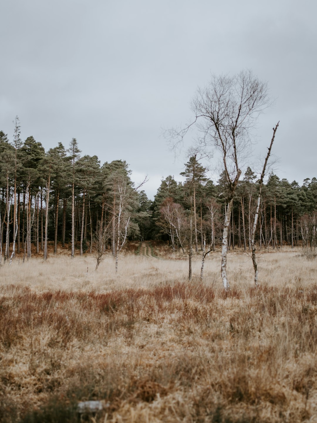 landscape field with trees