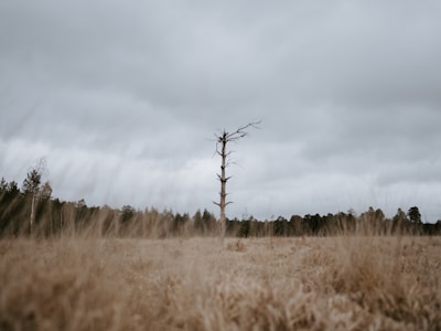 A lone tree silhouetted against an overcast sky in a wide, empty field.