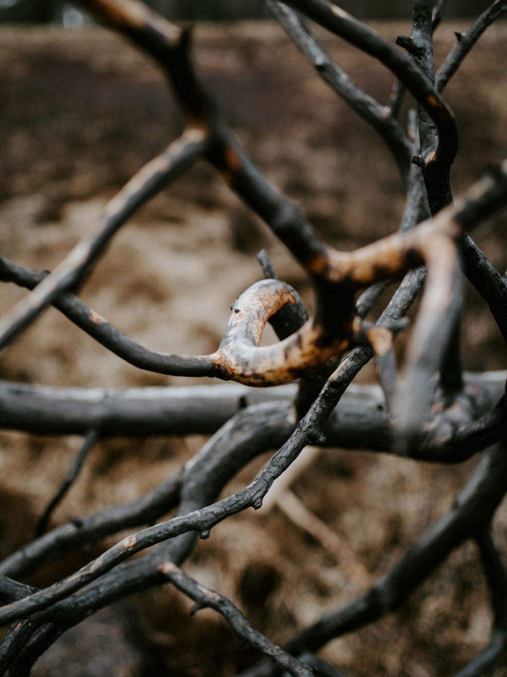 close-up of black tree branch