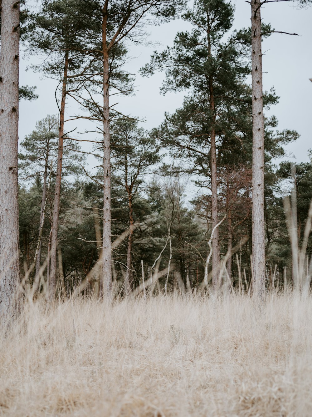 hohe grüne Bäume in der Nähe des Feldes