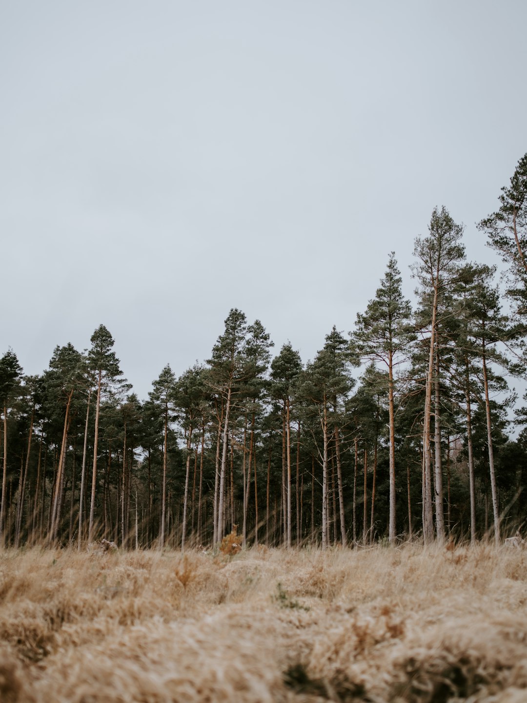 brown field near tall and green trees