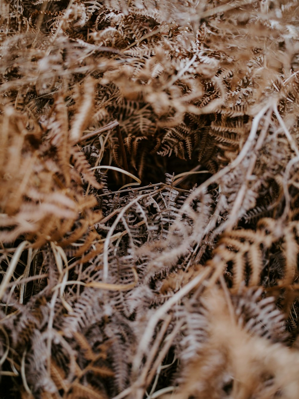 closeup photo of brown leaves