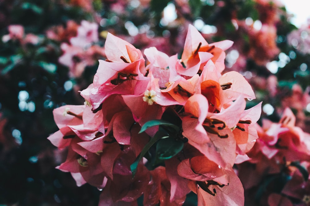 bouquet of pink bougainvillea flowers