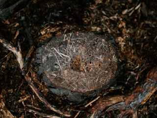 Close-up of a freshly ground tree stump surrounded by smooth soil in a Texas garden.