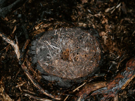 Close-up of a freshly ground tree stump surrounded by smooth soil in a Texas garden.