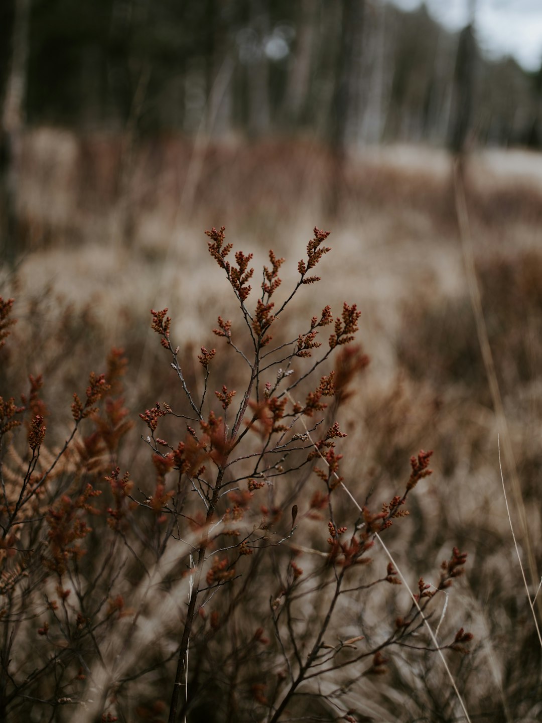 close-up photography ofbrown leafed