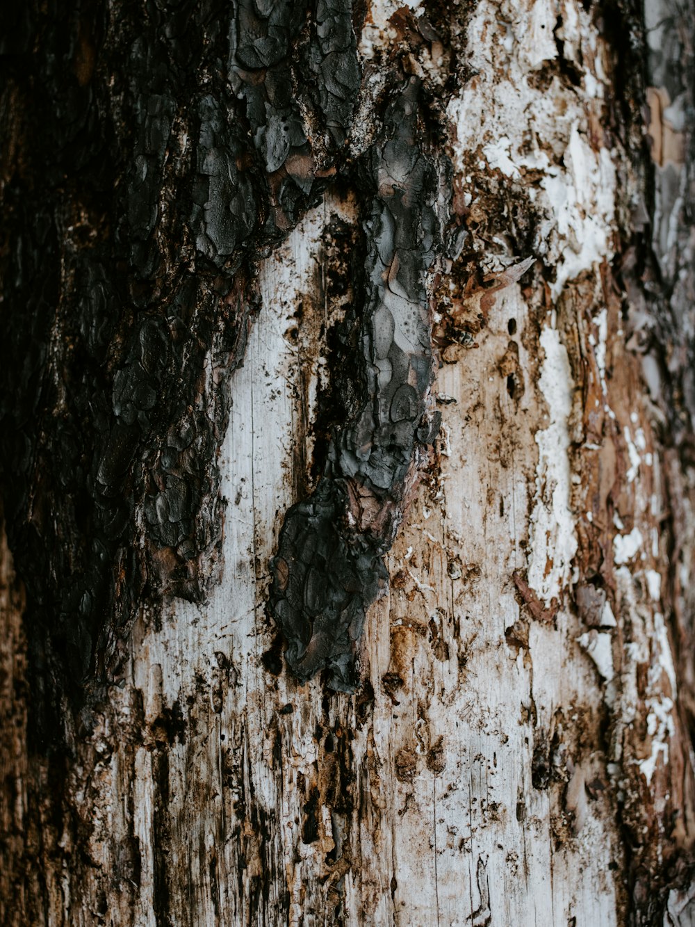 brown wooden log