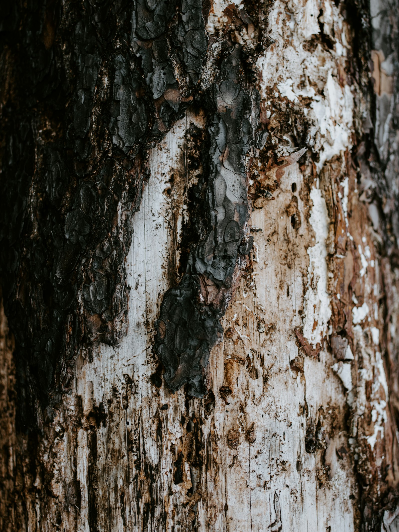 Pentax smc D FA 645 55mm F2.8 AL (IF) SDM AW sample photo. Brown wooden log photography