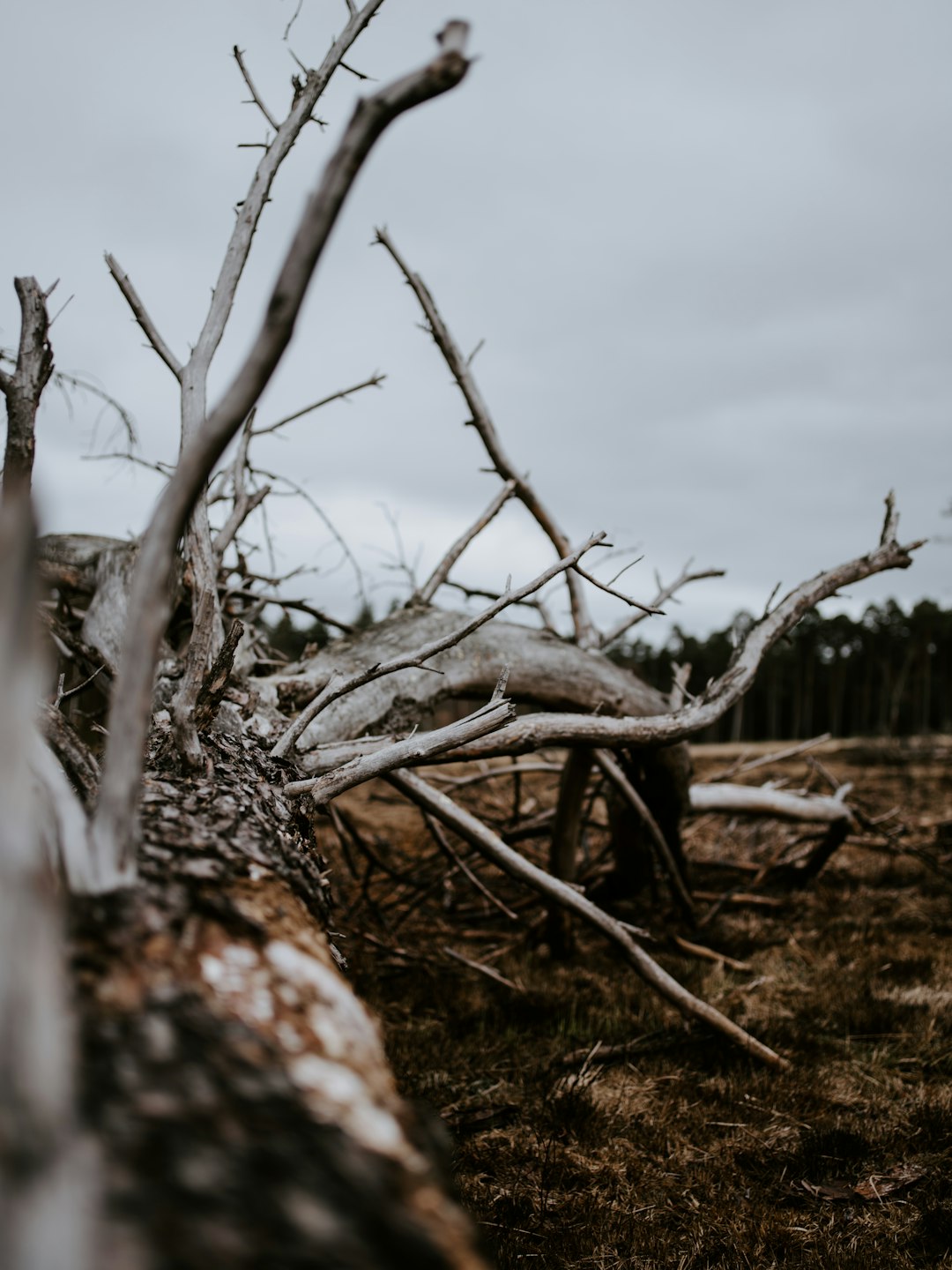 photo of white twigs