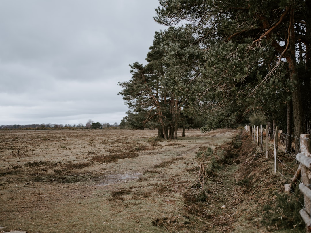 field of trees