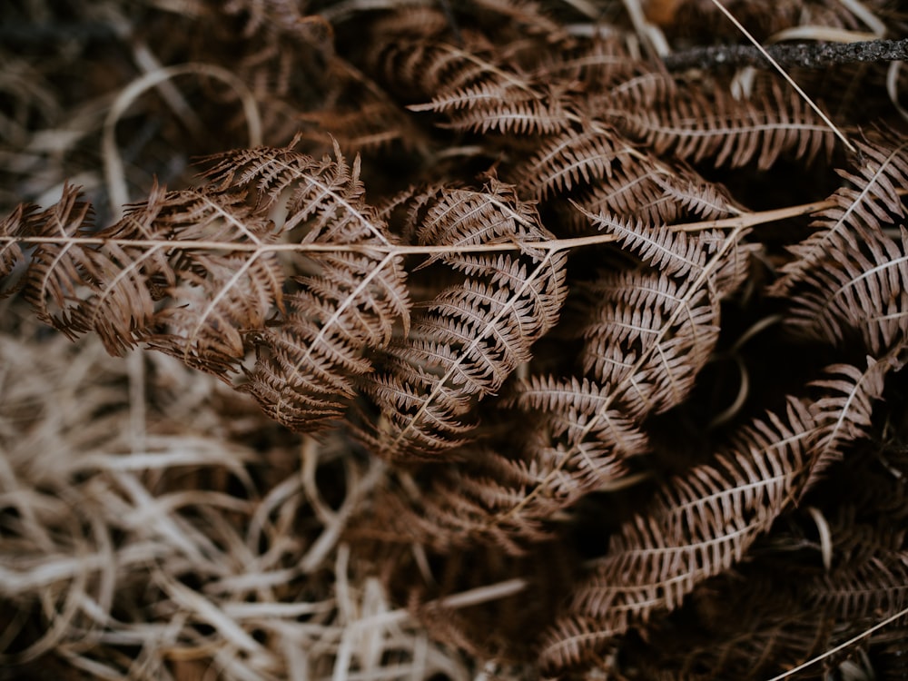 dried leaves