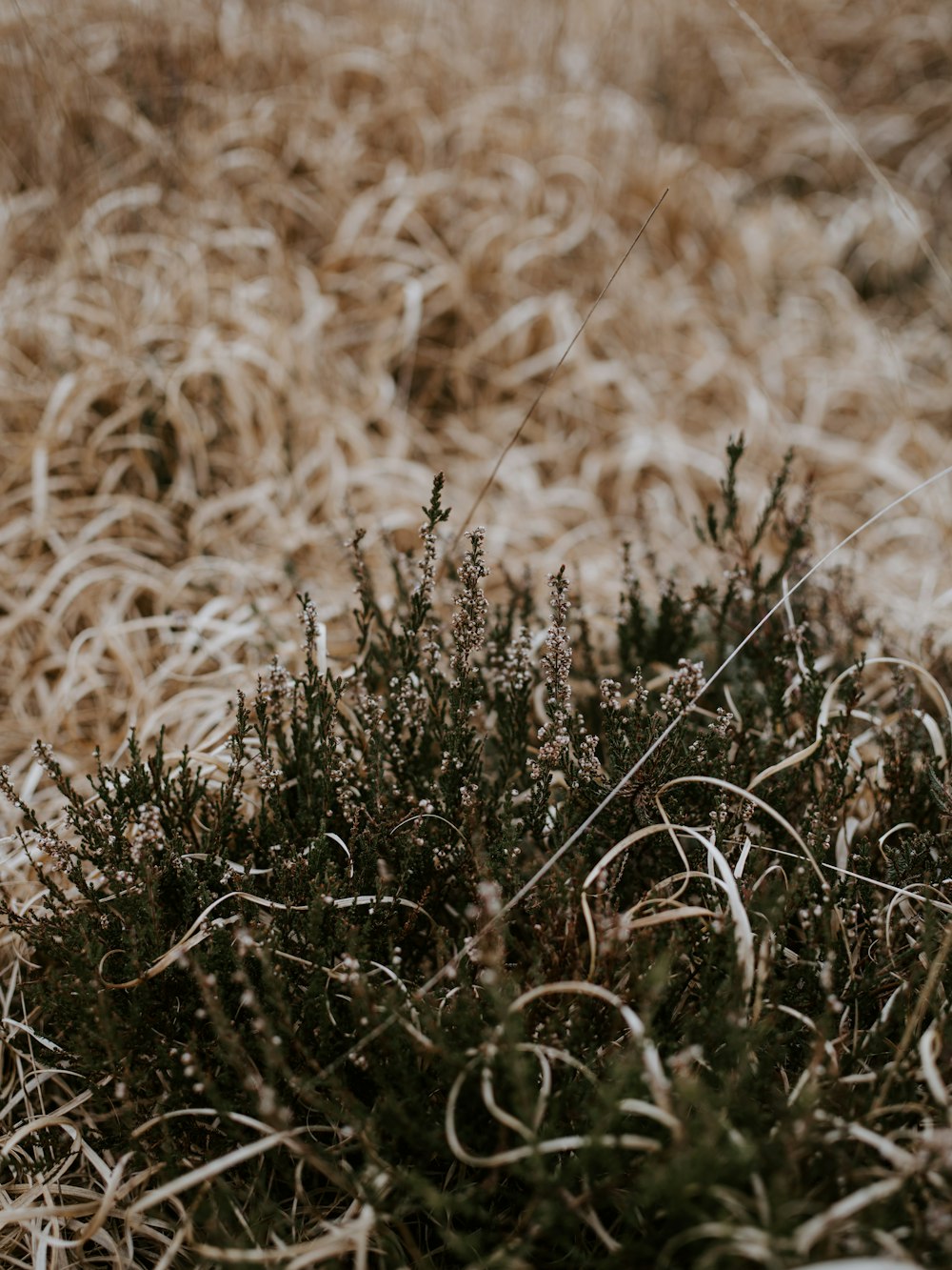 green plants