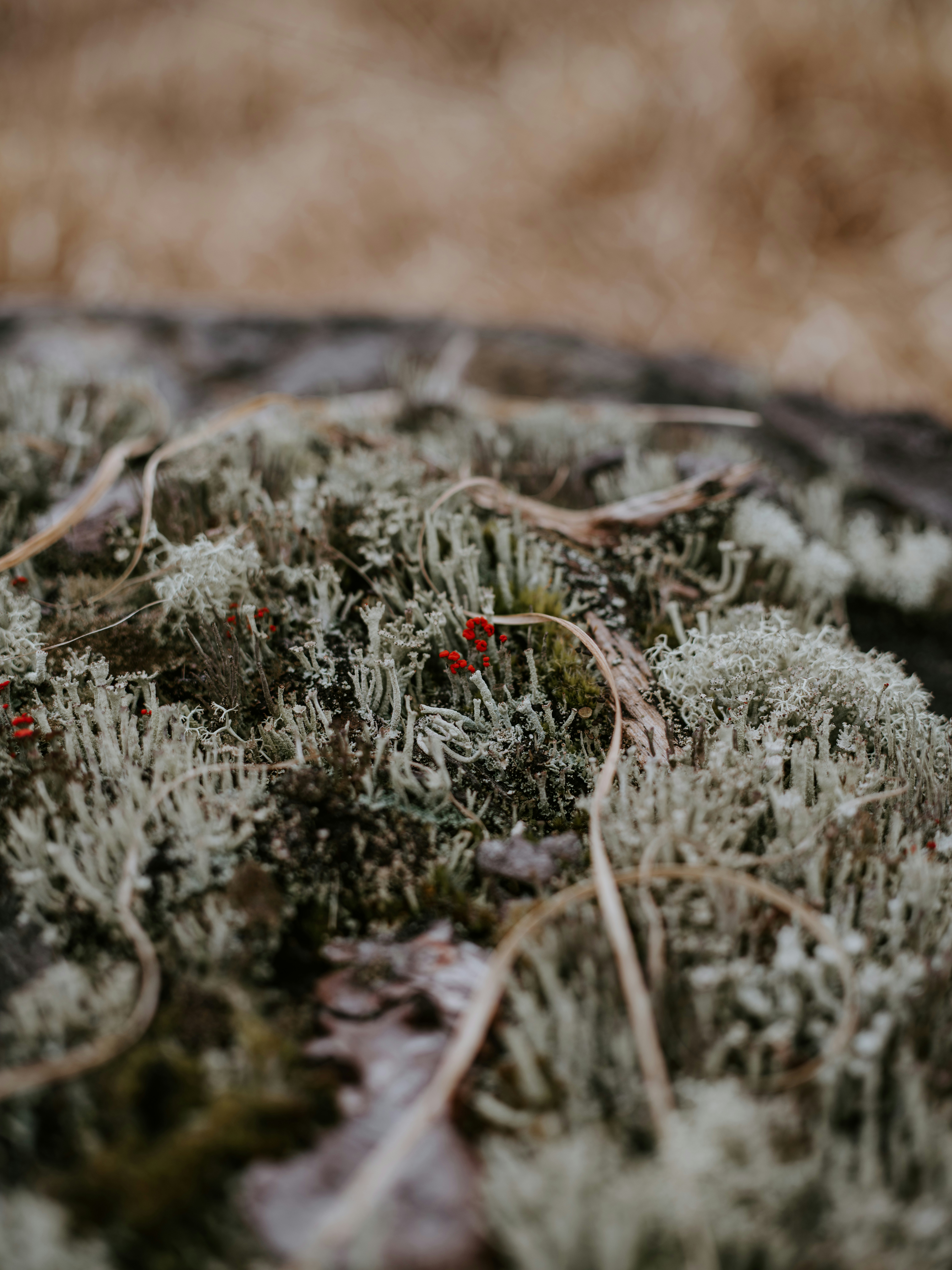 Photo by anniespratt