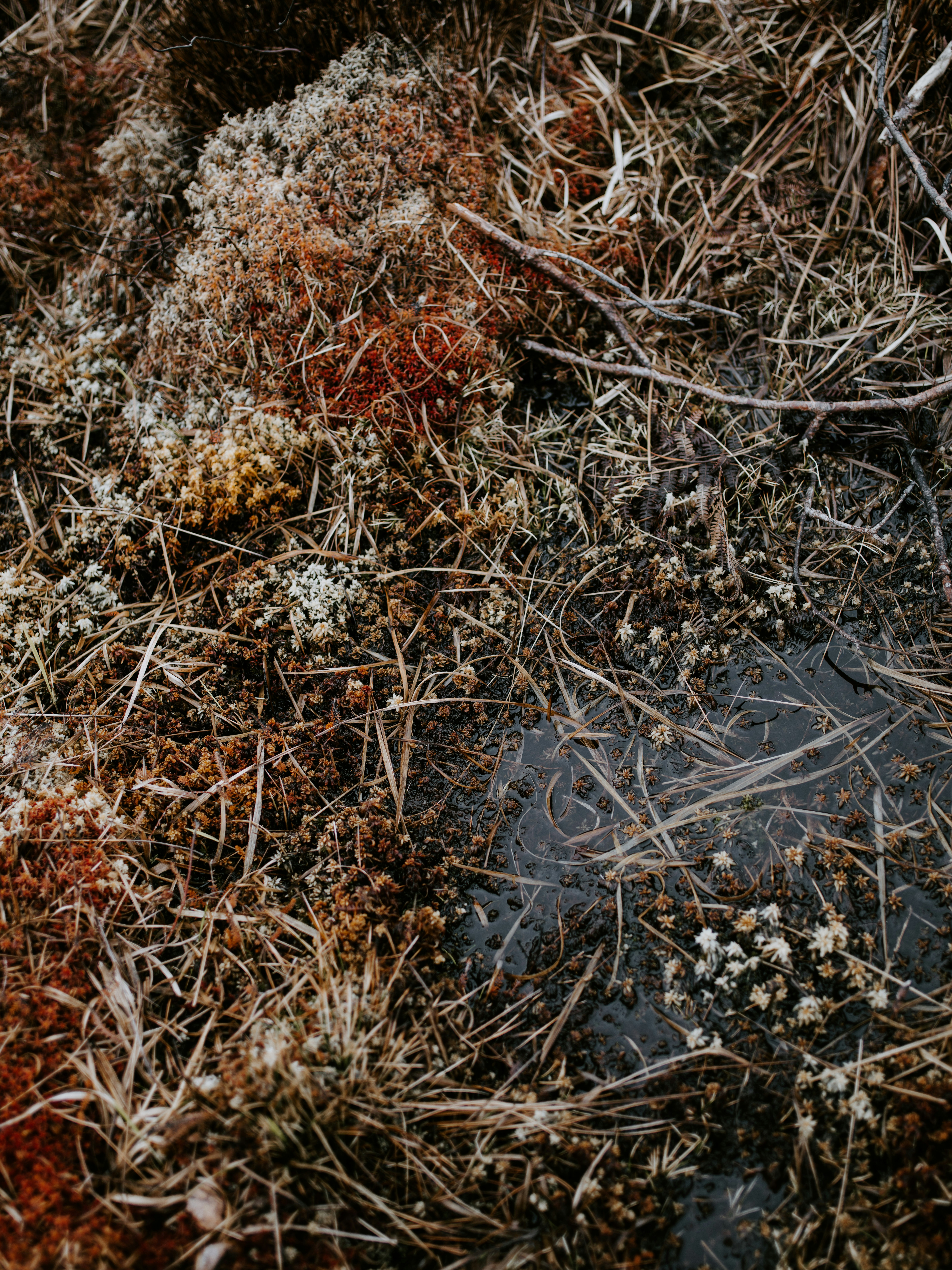 Photo by anniespratt