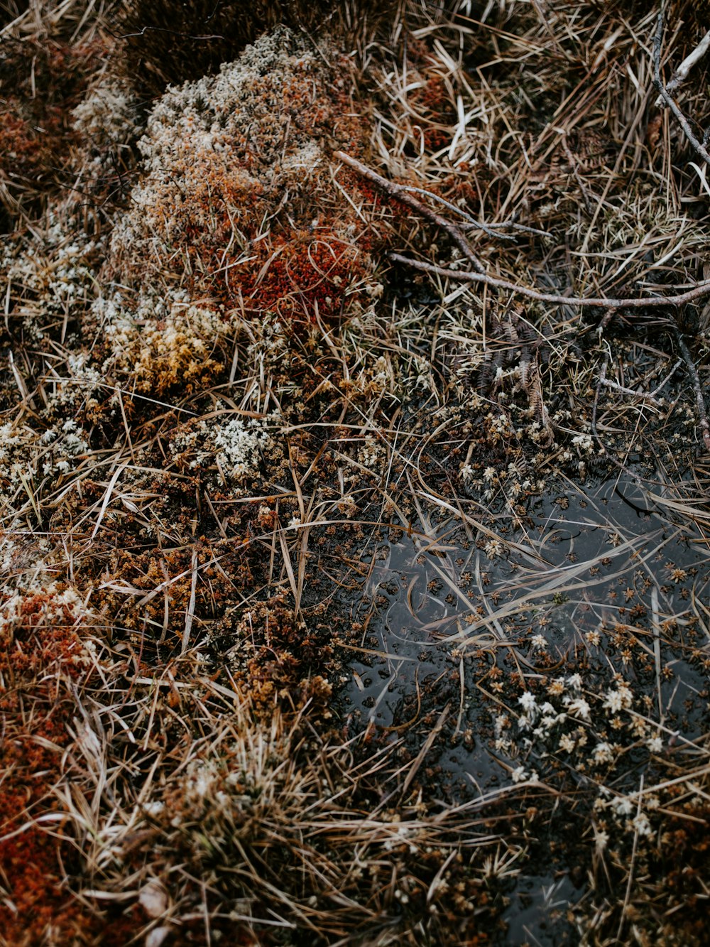 brown dried plants