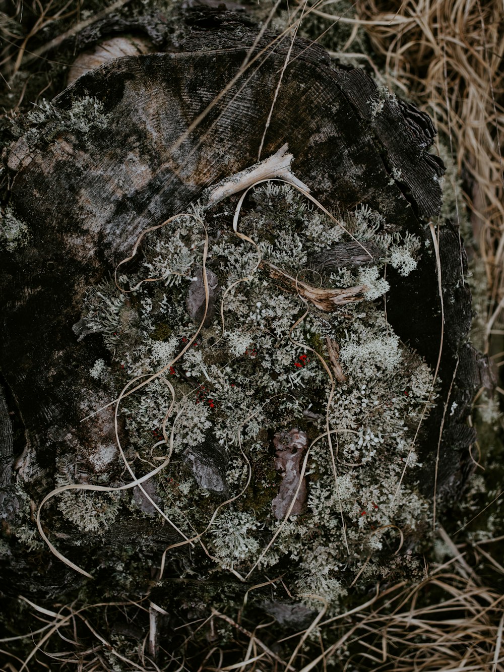 brown and green plants