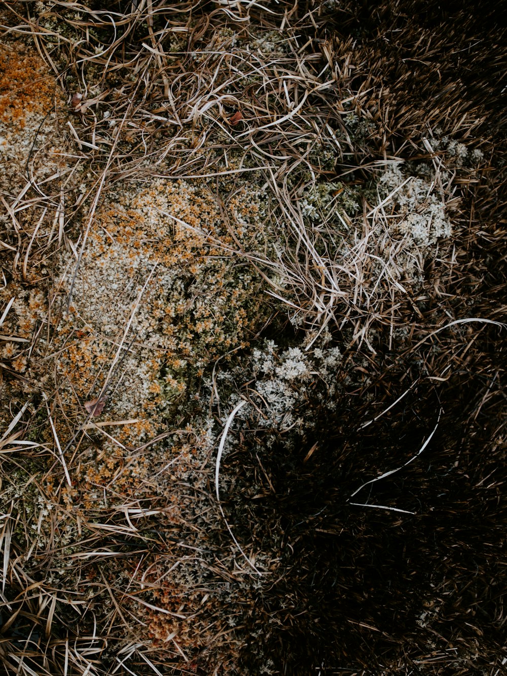 a close up of a patch of grass and dirt