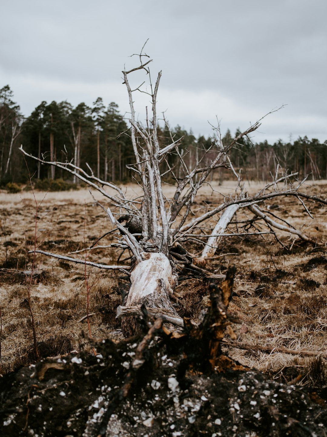 bare tree on steppe