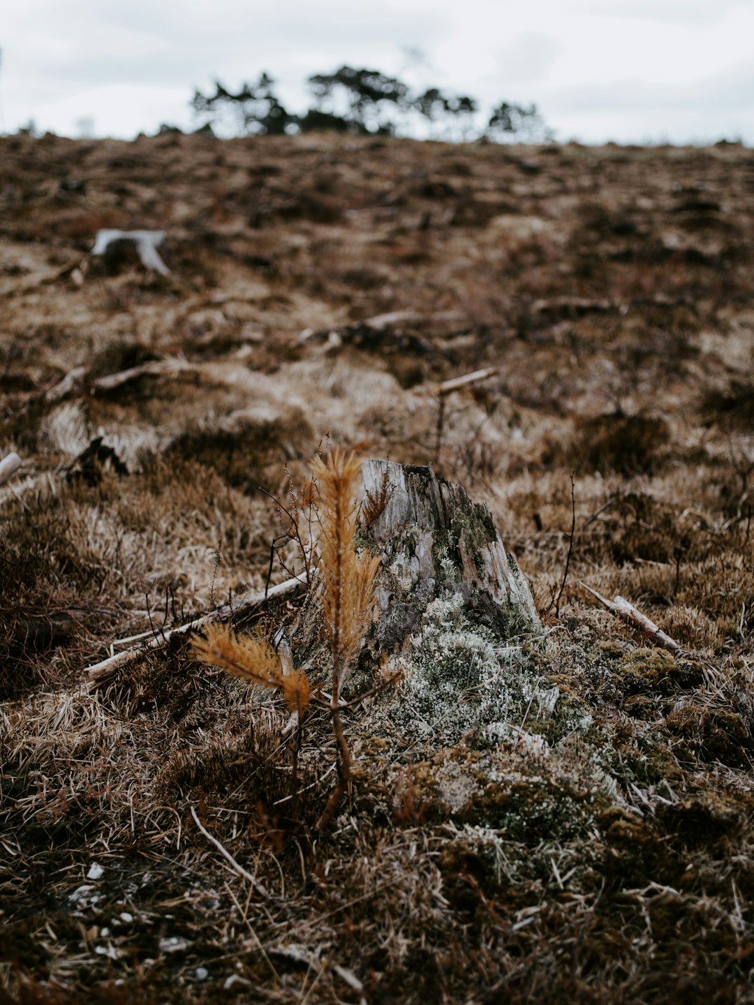 dried grass at the field