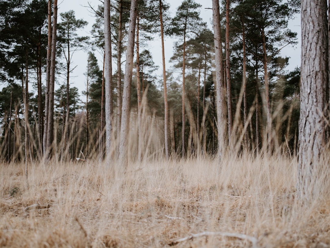 dried grass field and trees