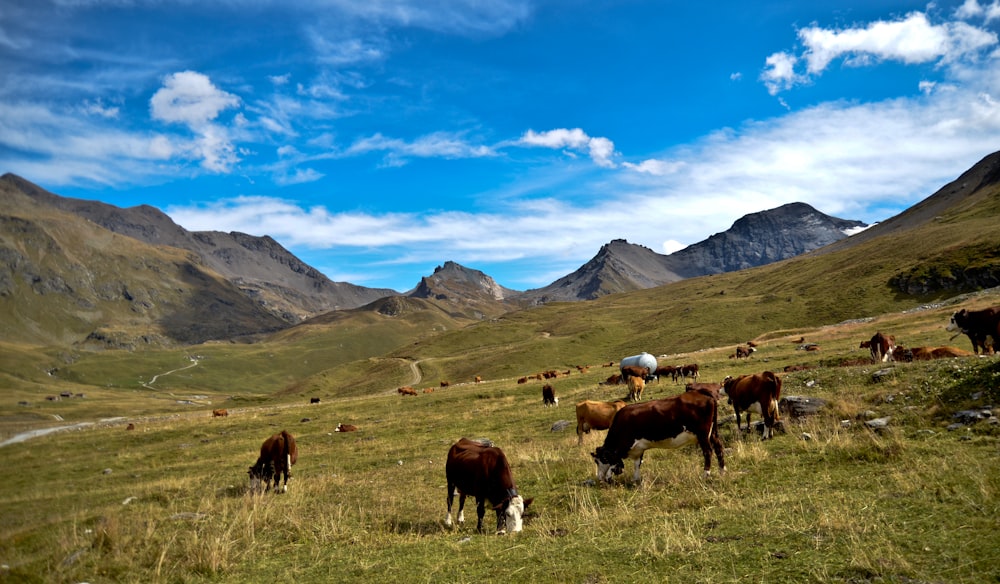 group of cows