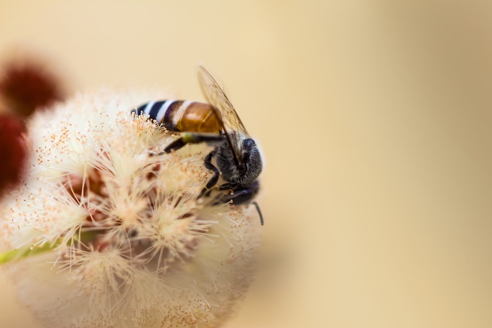 brown bee on flower