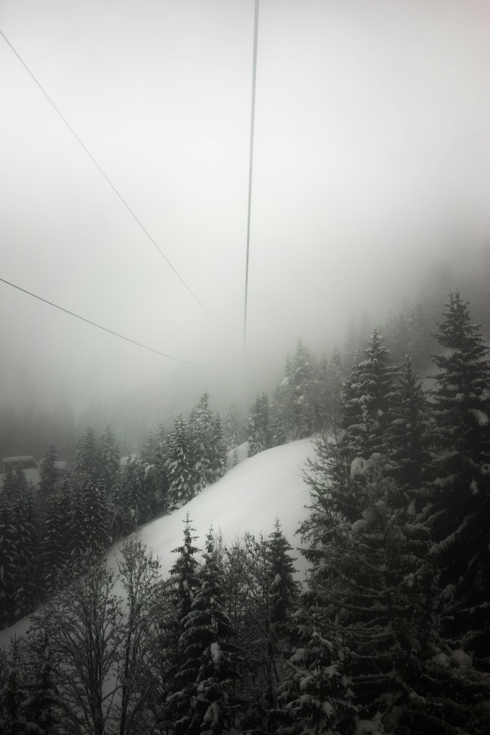 fogs surrounding green pine trees