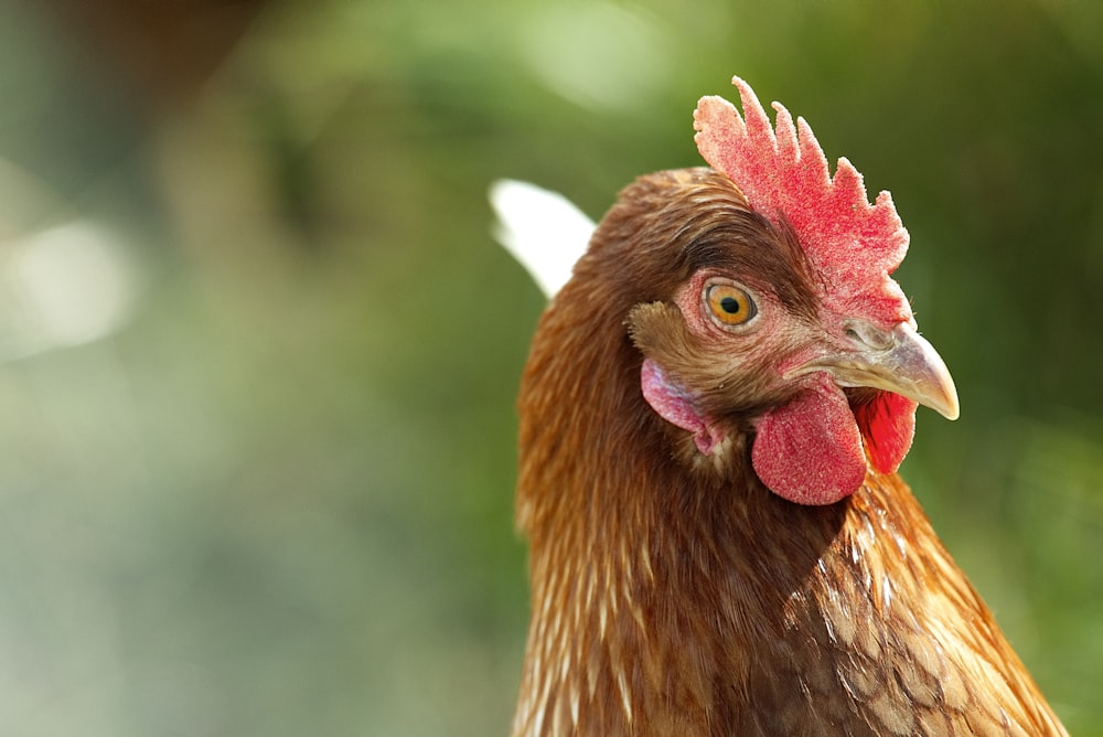 closeup photo of brown and red chicken comb