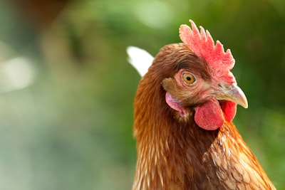closeup photo of brown and red chicken comb chicken zoom background