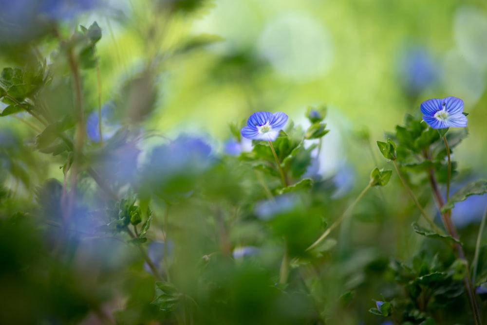 Photographie bokeh d’une plante à feuilles vertes avec des fleurs bleues