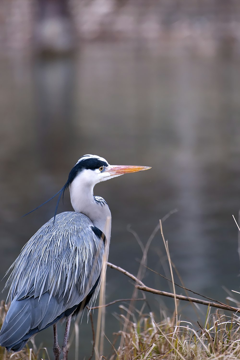 Selektive Fokusfotografie eines Vogels in der Nähe eines Gewässers