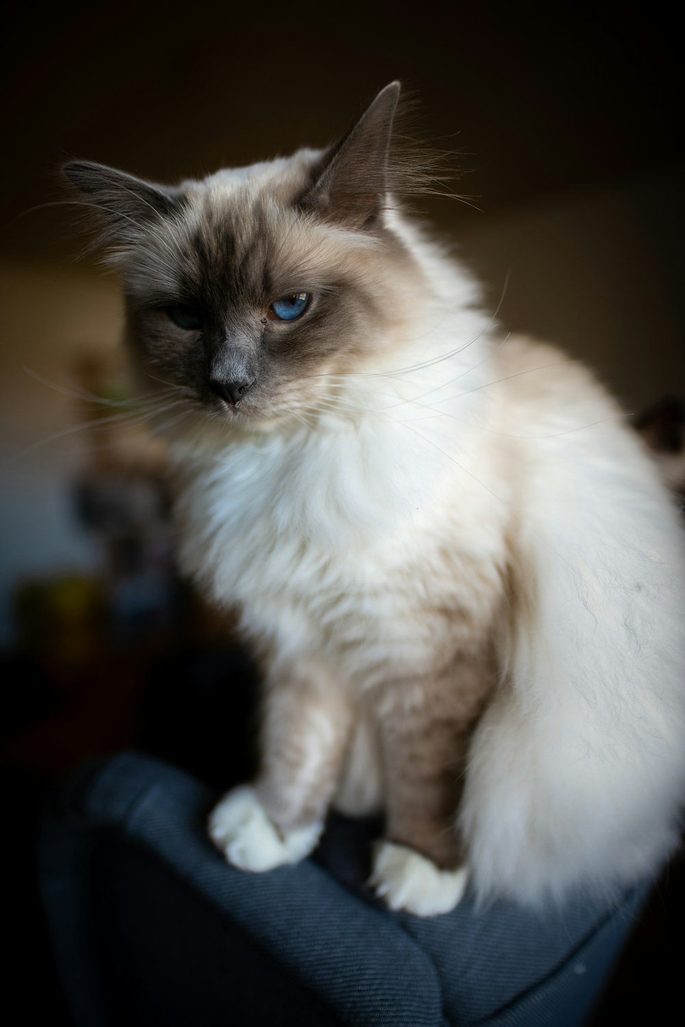 sitting white and brown Siamese cat