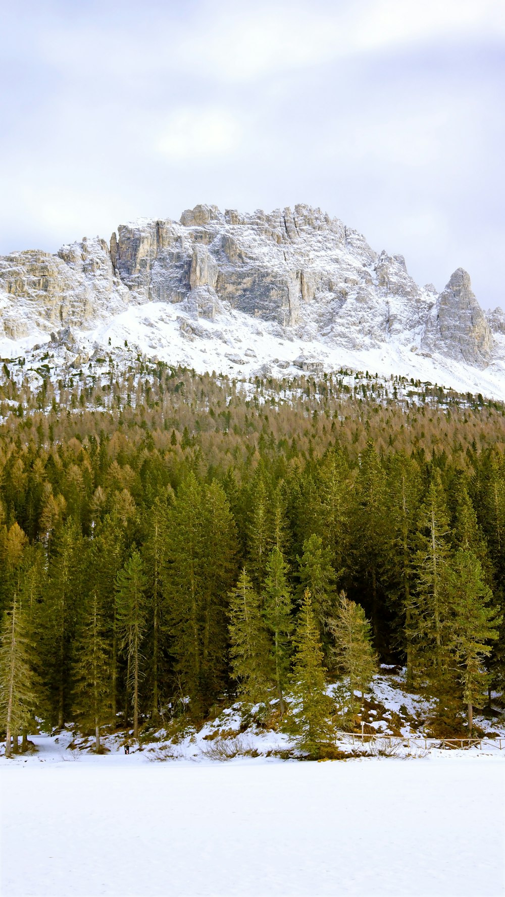 Montagnes blanches et pins verts