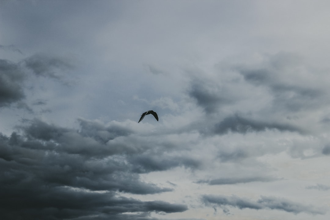 black bird flying on sky