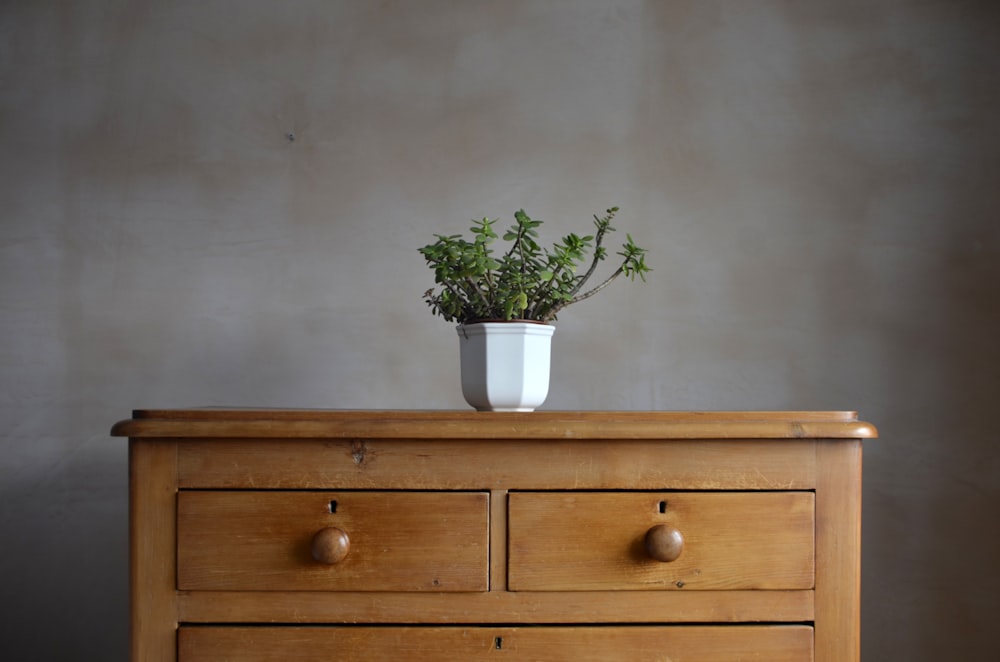 green-leafed plant on drawer