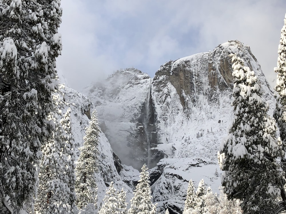 icy mountain and green trees