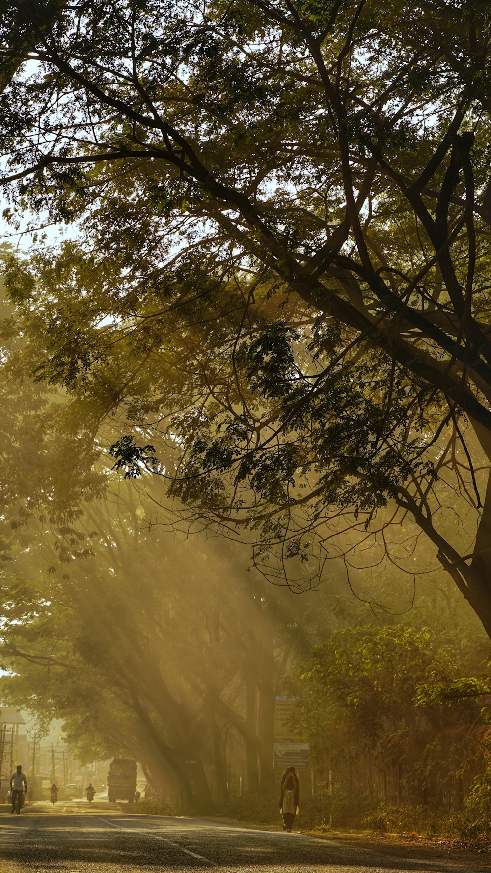 person walking under tree