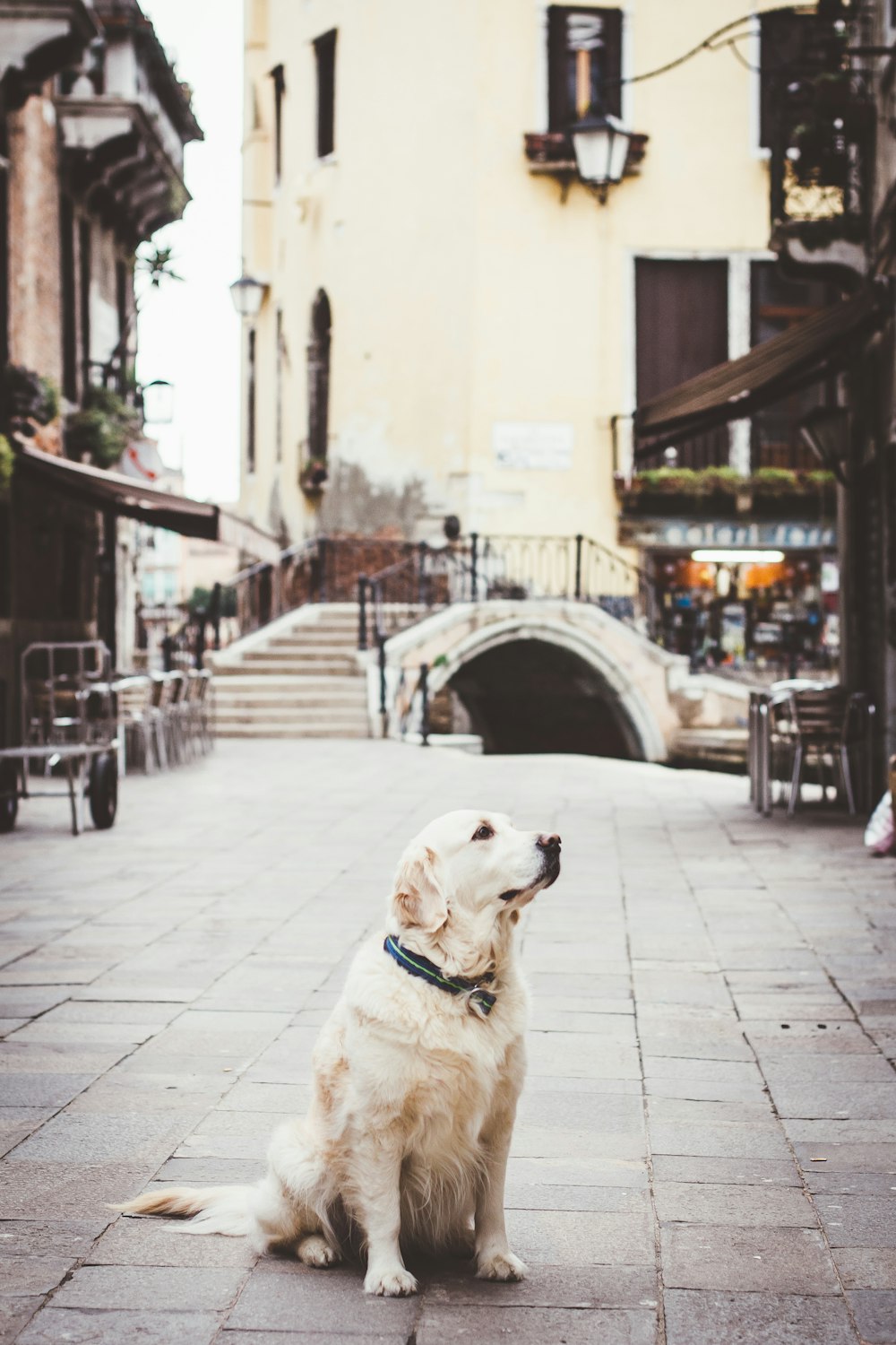 shallow focus photo of long-coated white dog