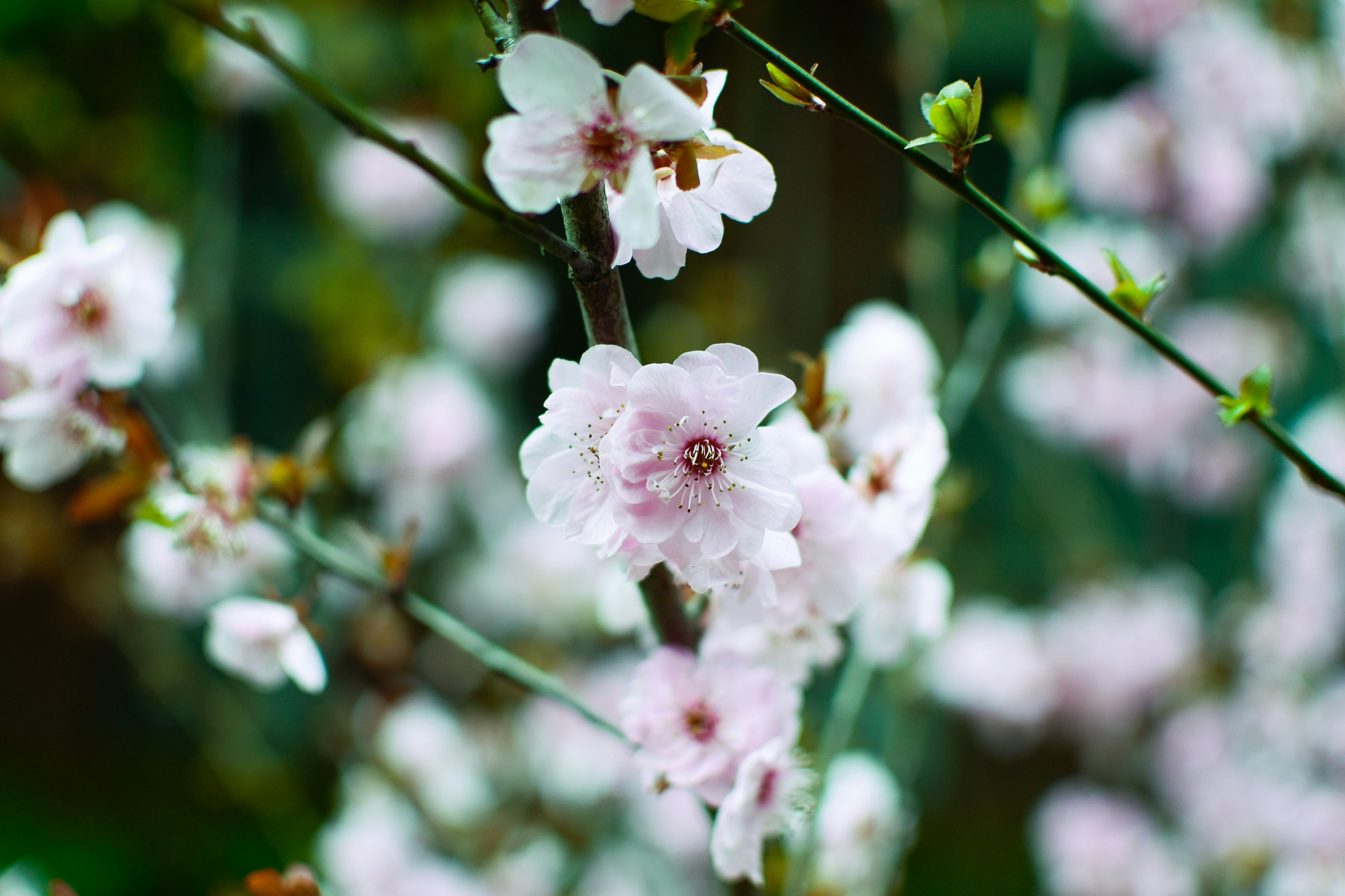 Photo by jizhidexiaohailang